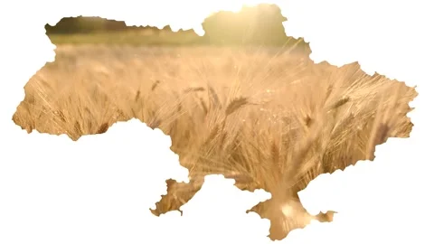 Map Ukraine, on a white background, wheat inside, concept of peace, war, hunger Stock Footage 213873913
