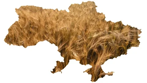 Map Ukraine, on a white background, wheat inside, concept of peace, war, hunger Stock Footage 213874269