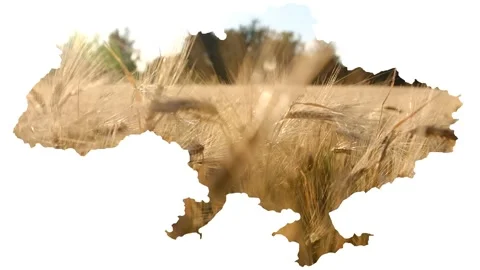 Map of Ukraine, on a white background, wheat inside, concept of peace, war Stock Footage 213875148