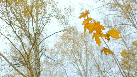 Mapl in wind Stock Footage 328799041