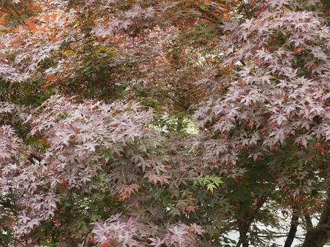 Maple acer tree leaves Stock Photos