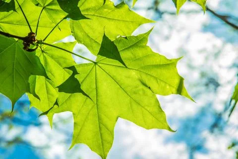 Maple (Acer) tree Stock Photos