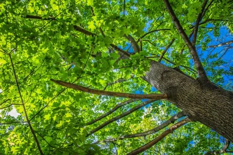 Maple (Acer) tree Stock Photos