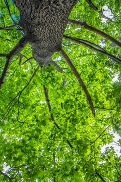 Maple (Acer) tree Stock Photos
