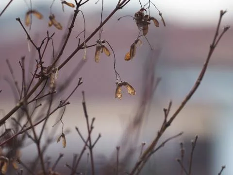 Maple acer tree seed selective focus Stock Photos