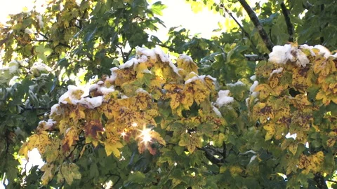 Maple acero against the light Stock Footage 255194719