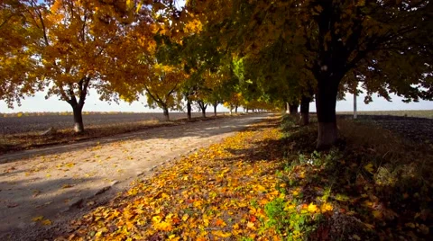 Maple alley Stock Footage 57228521