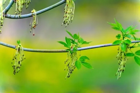 Maple American Stock Photos