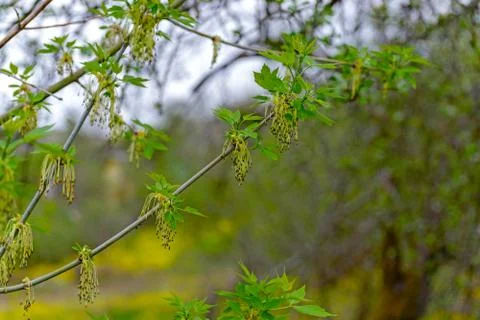 Maple American Stock Photos