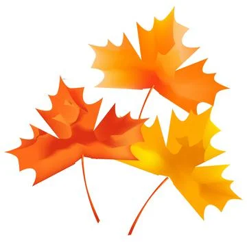 Maple and Autumn Leaves Vector Illustration Stock Illustration