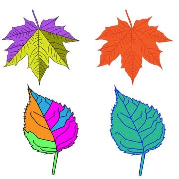 Maple and birch leaf. Stock Illustration
