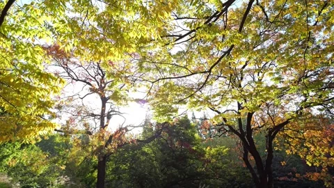 Maple and conifer tree branches under a clear blue sky in vibrant autumn. Vidéo 346160304