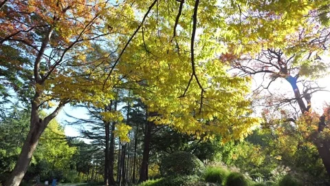 Maple and conifer tree branches under a clear blue sky in vibrant autumn. Vidéo 346160340