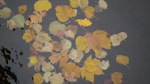 Maple and oak leaves float in water that reflects the sky and trees. Leafes in Stock-Footage 142990389