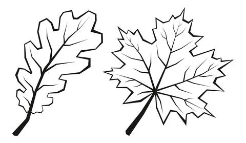 Maple and Oak Leaves Stock Illustration
