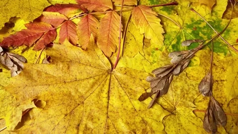 Maple and rowan yellow and red leaves on ground, Video stock 219199503