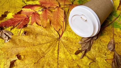 Maple and rowan yellow and red leaves on ground 動画素材 219265347