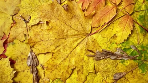 Maple and rowan yellow and red leaves rotating on ground, Stock Footage 220823255