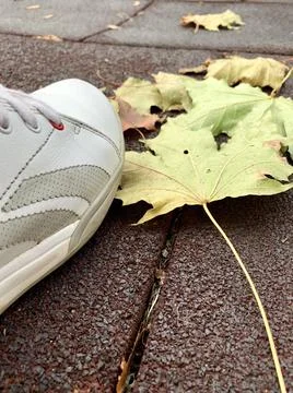 Maple and sneakers Foto stock
