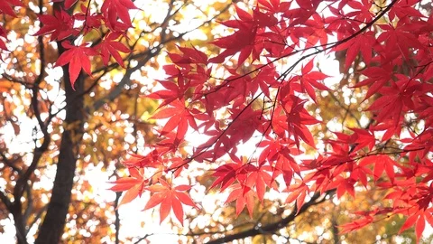 Maple and sun Video stock 92398445