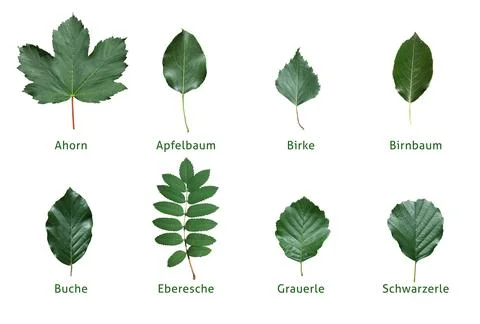 Maple, apple tree, birch, pear, beech, douglasia, alder, gray alder, rowan Stock Photos