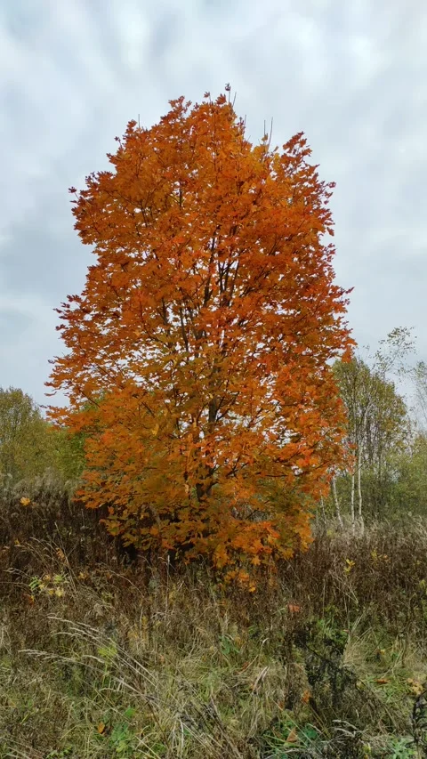 Maple, autumn (1) 4K Stock Footage 287780100
