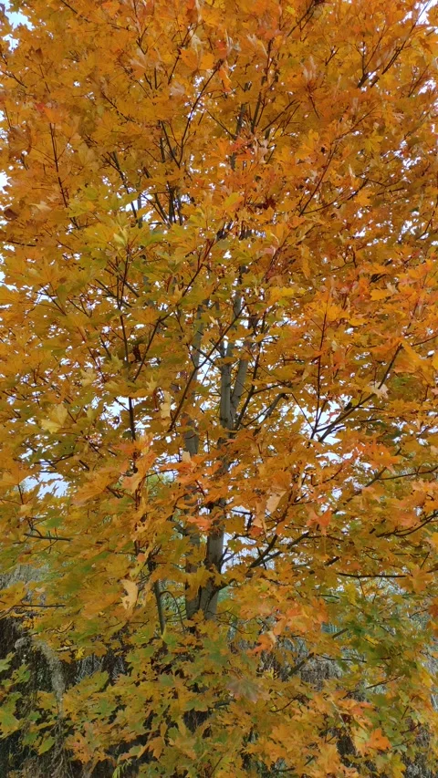 Maple, autumn (2) 4K Stock Footage 287781906