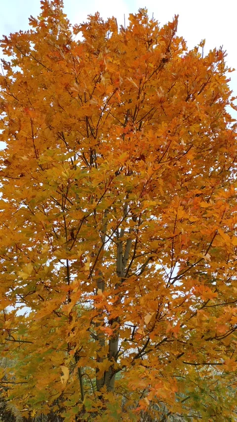 Maple, autumn (3) 4K Stock Footage 287781721