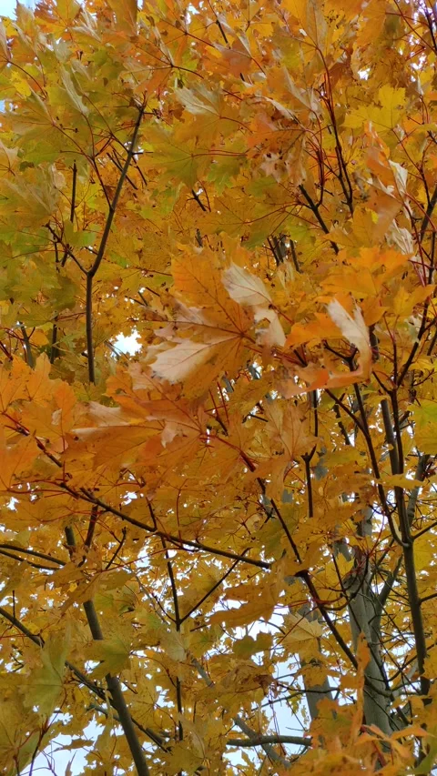 Maple, autumn (4) 4K Stock Footage 287781940