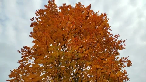 Maple, autumn (5) 4K Stock Footage 287781182