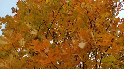 Maple, autumn (6) 4K Video stock 287782369