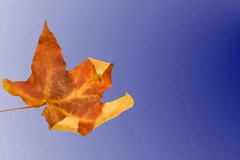 Maple autumn colored leaf on blue gradient,text notice 库存插图