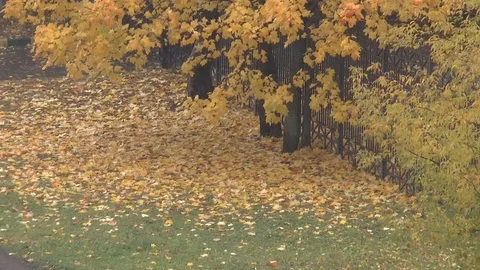 Maple Autumn Foliage Stock Footage 90043727