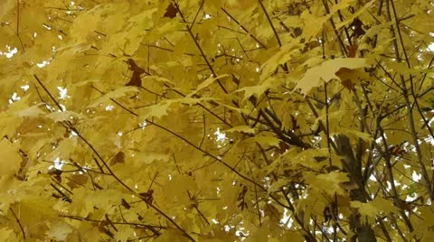 Maple in Autumn Video stock 12572659