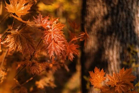Maple in the autumn forest on a blurry background. Close-up. Autumn wallpaper Stock Photos