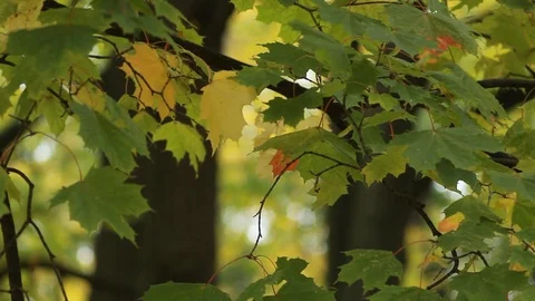Maple in the autumn forest in the rays of the setting sun. Video stock 80843196