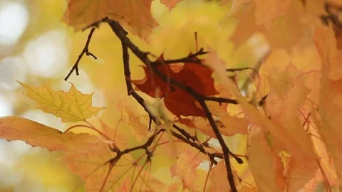 Maple in the autumn forest in the rays of the setting sun. Video stock 80843442