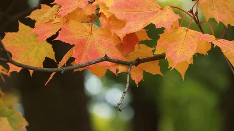 Maple in the autumn forest in the rays of the setting sun. Stock Footage 80863328