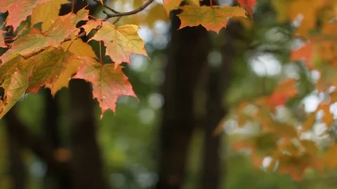 Maple in the autumn forest in the rays of the setting sun. Stock Footage 80866371