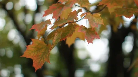 Maple in the autumn forest in the rays of the setting sun. Stock Footage 84791012