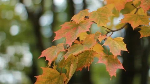 Maple in the autumn forest in the rays of the setting sun. Stock Footage 85936059