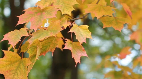 Maple in the autumn forest in the rays of the setting sun. Stock Footage 87168860