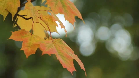 Maple in the autumn forest in the rays of the setting sun. Stock Footage 87169093