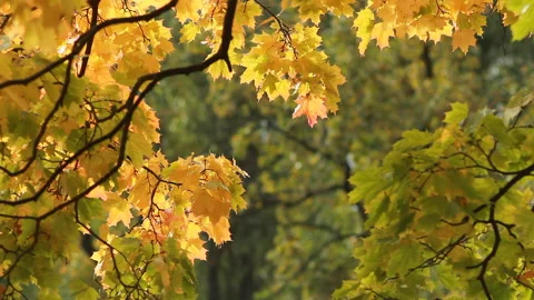 Maple in the autumn forest in the rays of the setting sun. 스톡 동영상 87169206