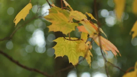 Maple in the autumn forest in the rays of the setting sun. Stock Footage 87170056