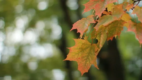 Maple in the autumn forest in the rays of the setting sun. Stock Footage 87170495