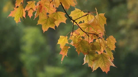 Maple in the autumn forest in the rays of the setting sun. Stock Footage 87170505