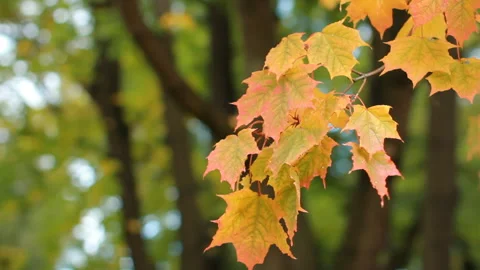 Maple in the autumn forest in the rays of the setting sun. Stock Footage 87686176
