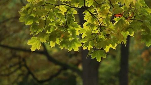 Maple in the autumn forest in the rays of the setting sun. Stock Footage 87687810
