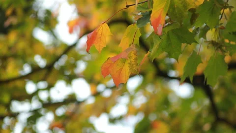 Maple in the autumn forest in the rays of the setting sun. Stock Footage 87687872